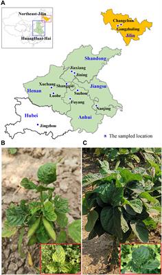 Identification of a New Genetic Clade of Cowpea Mild Mottle Virus and Characterization of Its Interaction With Soybean Mosaic Virus in Co-infected Soybean